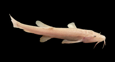 Researchers studying the newly discovered European cavefish awarded genome sequencing grant to study genetic variations from its surface-water counterparts. Photo credit: Jasminca Behrmann-Godel