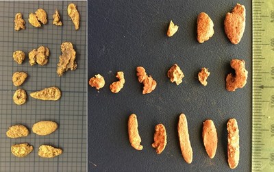 Figure 2: Mt Roe Project: Recently Collected Pitted ‘Melon Seed’ Gold Nuggets from Conglomerate Area (left image small divisions are two millimetres; right image small divisions are millimetres). (CNW Group/NxGold Ltd.)