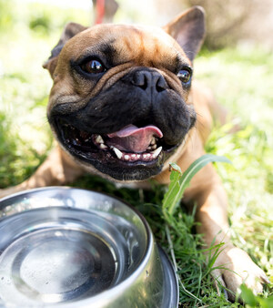 5 Ways to Keep Your Dog Healthy in the Heat