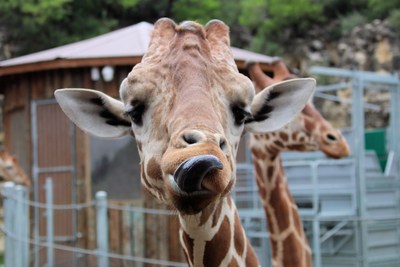 San Antonio Zoo has started a campaign to adopt Geoffrey the giraffe from Toys