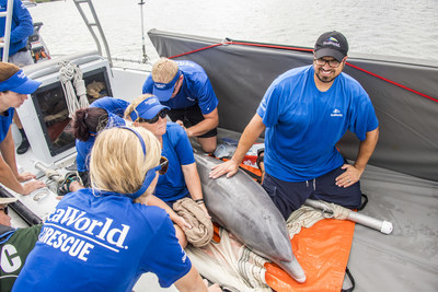 Yesterday, members of the SeaWorld Orlando Rescue Team and the Georgia Aquarium Conservation Field Station, along with the Florida Fish and Wildlife Conservation Commission (FWC) returned 