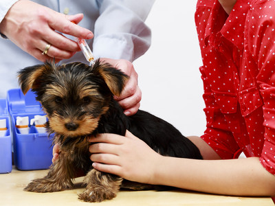 Les vaccins protgent les chiens et les chats contre les agents infectieux qui peuvent causer des maladies graves ou mme mortelles (Groupe CNW/Institut canadien de la sant animale)