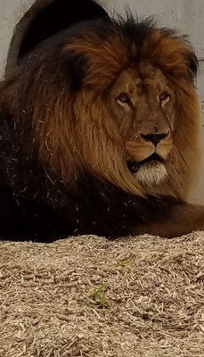 Male Lion rescued from South Korea Zoo adapting well to his new life at The Wild Animal Sanctuary in Keenesburg, Colorado.