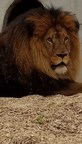 South Korea Zoo Lions that killed Keeper relocated to Colorado Sanctuary.