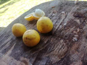 Le Costa Rica offre un choix de fruits d'un autre monde à déguster