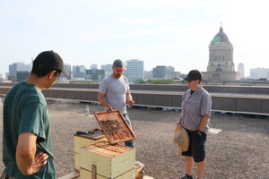 Great-West Life, London Life and Canada Life offices buzzing with urban beekeeping installations