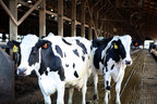 Clean Water From Cows? Regenis System Re(Moo)ves Impurities