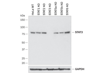 Western Blot Showing Human STAT3 Specificity by using a Knockout Cell Line (HeLa). PVDF membrane was probed with 0.5 µg/mL of R&D Systems Anti-Human/Mouse/Rat STAT3 Monoclonal Antibody (Catalog # MAB1799) followed by HRP-conjugated Anti-Mouse IgG Secondary Antibody (Catalog # HAF018).