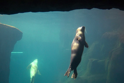 "Ravioli" the rescued harbor seal makes her debut for the public in her new forever home at Moody Gardens Aquarium Pyramid in Galveston, TX.