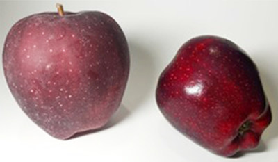 Apple treated with Flow-Tech Grow. For more info, please visit www.flowtechsystems.com.