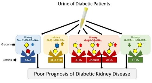 4 types of promising glycans which could be useful prognostic indicators of DKD. Our results suggest that higher levels of urinary excretion of Siaa2-6Gal/GalNac, Galß1-4GlcNAc, and Galß1-3GalNAc and lower levels of urinary excretion of GalNAca1-3GalNAc could indicate poor renal prognosis in patients with type 2 diabetes. (PRNewsfoto/Okayama University)