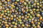 Valensa International Applauds the State of Florida's New Requirements for Harvesting Saw Palmetto Berries