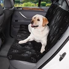 Having Dogs As Passengers Increases the Risk of Accidents!