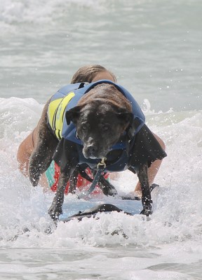 Booker D. Surfdog last summer in Ocean City, New Jersey