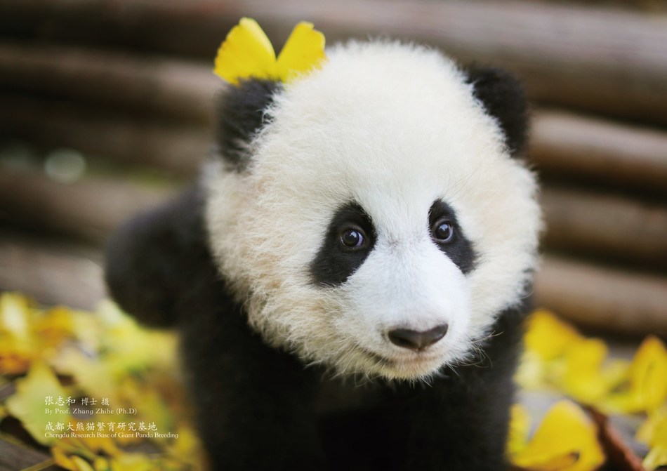 Sichuan Airlines Adopts Baby Panda to Spread "Panda ...