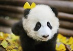 Sichuan Airlines adopterar babypanda för att sprida "panda-kultur" - marknadsför nya internationella rutter