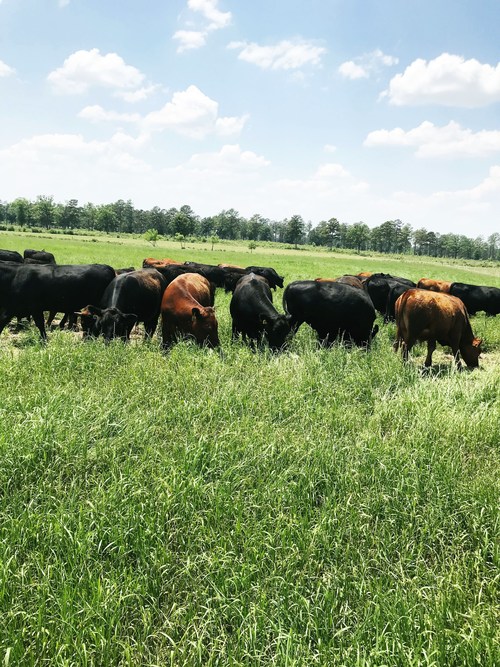 Beef Cows Blockchain Program Kelly Products