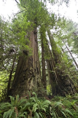 To learn more about Save the Redwoods League's Centennial Celebration Week (Oct. 7-14) events, go to StandForTheRedwoods.org.