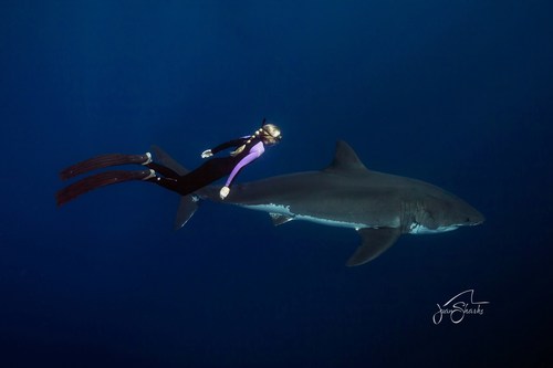 Ocean Ramsey -- Shark Behavior Expert