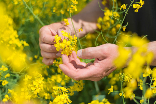 Today, BASF closed the acquisition of a significant range of businesses and assets from Bayer, including the canola seeds business in Canada. (CNW Group/BASF)