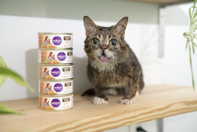 On International Cat Day Lil BUB And Halo Give Your Cat A Free