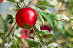 Something to Rave About: Early Harvest Apple Has Everyone Talking