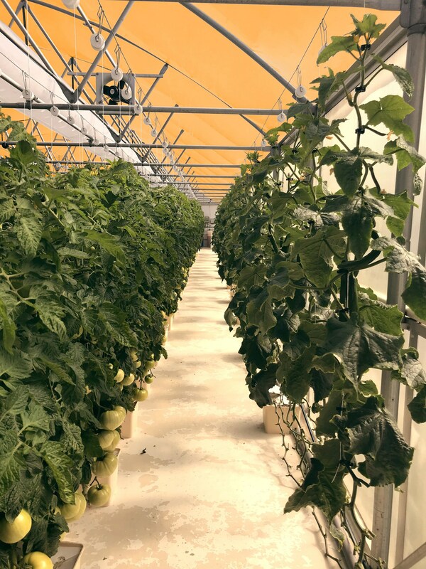 Growing Opportunities is hosting UbiQD’s first commercial greenhouse pilot project in Alcalde, New Mexico. This false color photo shows the Dutch-style greenhouse where UbiGro™ Film is boosting the weight yield of tomatoes.