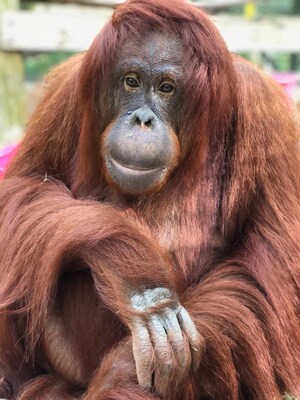 Sanctuary for Chimpanzees and Orangutans to Celebrate 25th Anniversary with Event in Miami, Florida on Nov 10, 2018