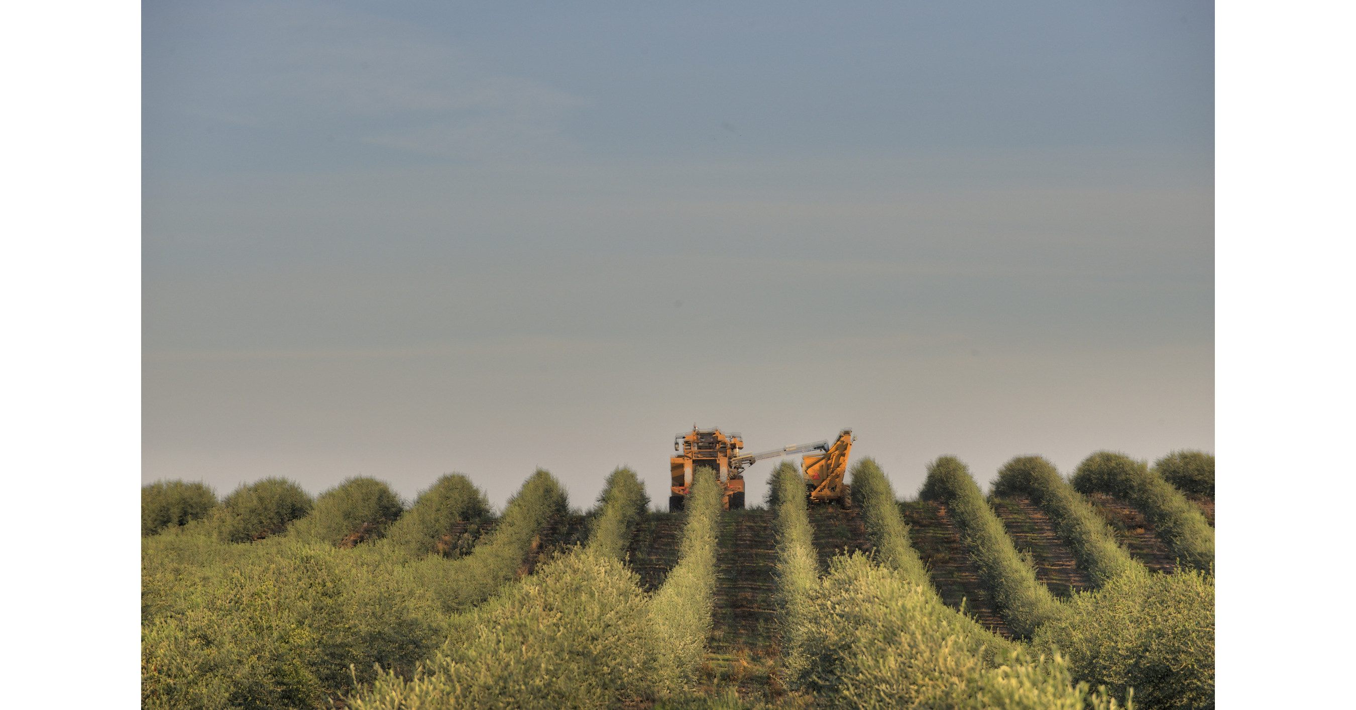 California Olive Ranch Marks 20 Years with Largest Olive Tree Planting