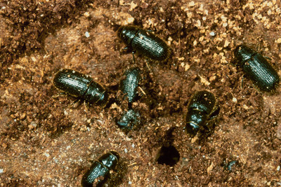 Adult spruce beetles  Photo credit - Jacques Regard (CNW Group/Genome British Columbia)