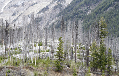 Pine beetle ravaged forest (CNW Group/Genome British Columbia)
