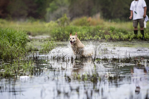 Nestlé Purina commits $1 million to Ducks Unlimited in Iowa to help boost water quality