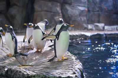 Gentoo penguins at Loveland Living Planet Aquarium in Draper, Utah.