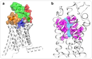 Une équipe d'iHuman de l'université ShanghaiTech décrypte la structure du premier récepteur humain couplé aux protéines G de type Frizzled