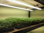 VividGro® Announces Happy Sprouts Farm Partnership