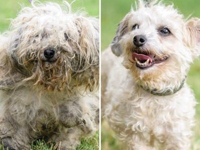 Crinolin was rescued along with 80 other dogs from a hoarding situation. While all the dogs were in horrible shape due to their deplorable living conditions, Crinolin was the worst having lived in the home the longest. At first, rescuers didn't know Crinolin's gender as painful matted fur caked her body. After groomers spent hours removing hardened chunks of fur and washing off layers of filth, she not only got her a new 