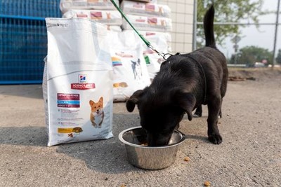 Happiness starts with a wet nose and ends with a wagging tail for pups across BC, who can fill their bellies thanks to a 3,000 pound donation of pet food from Hill’s Pet Nutrition Canada to the BC SPCA’s emergency evacuation shelter in Prince George, BC. The donation comes at a time where owners and pets from surrounding communities have been displaced from their homes due to ongoing wildfires that continue to rage across British Colombia. Photo credit: Canadian Press. (CNW Group/Hill’s Pet Nutrition Canada)