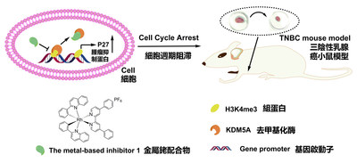 https://mma.prnewswire.com/media/736799/HKBU_Inhibitor.jpg?p=caption