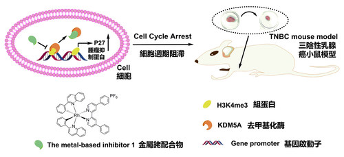 The diagram shows the use of the new inhibitor for the treatment of triple-negative breast cancer (PRNewsfoto/Hong Kong Baptist University)