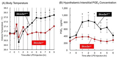 Figure 1 Changes in body core temperature (A) and hypothalamic interstitial PGE2 concentration (B) in mice injected with lipopolysaccharide (LPS). LPS was intraperitoneally injected to Slco2a1+/+ or Slco2a1-/- mice at time 0 hr. Body temperature was measured by monitoring colonic temperature. For PGE2 measurements, samples were collected by means of microdialysis, and subjected to LC-MS/MS analysis. (A) and (B) show mean values ± S.E.M of 10 and  6 mice in each group, respectively. (PRNewsfoto/Kanazawa University)