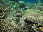 Reef Futures Looking Up!  Large Scale Coral Reef Restoration is Possible