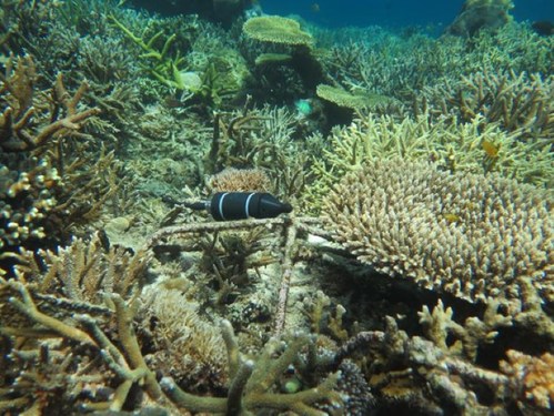 Bali Coral Reef Restoration - Mars, Inc. Project