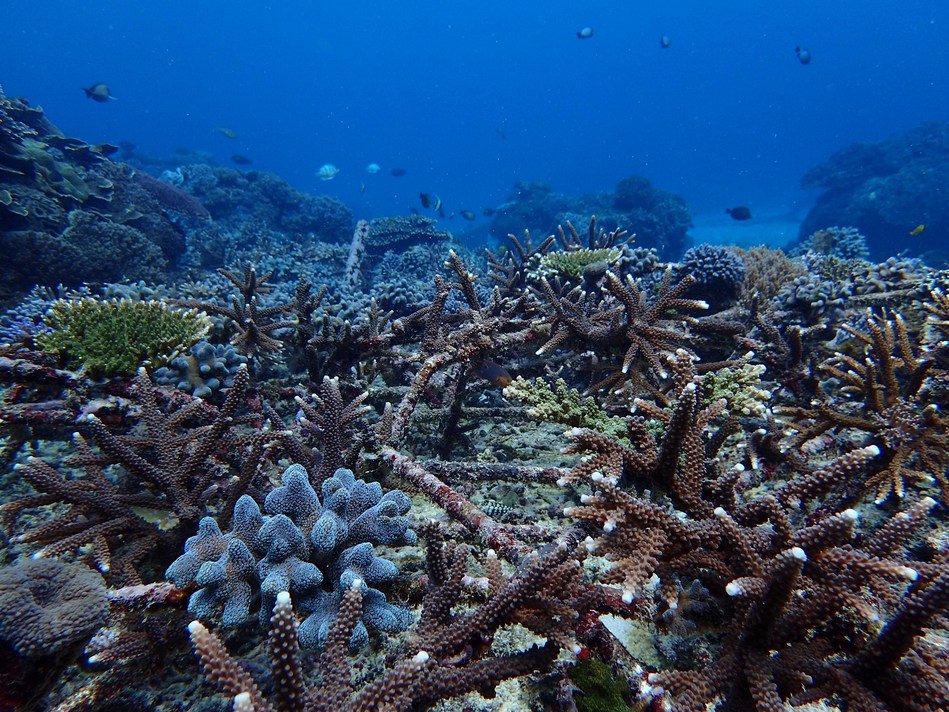 Reef Futures Looking Up! Large Scale Coral Reef Restoration is Possible