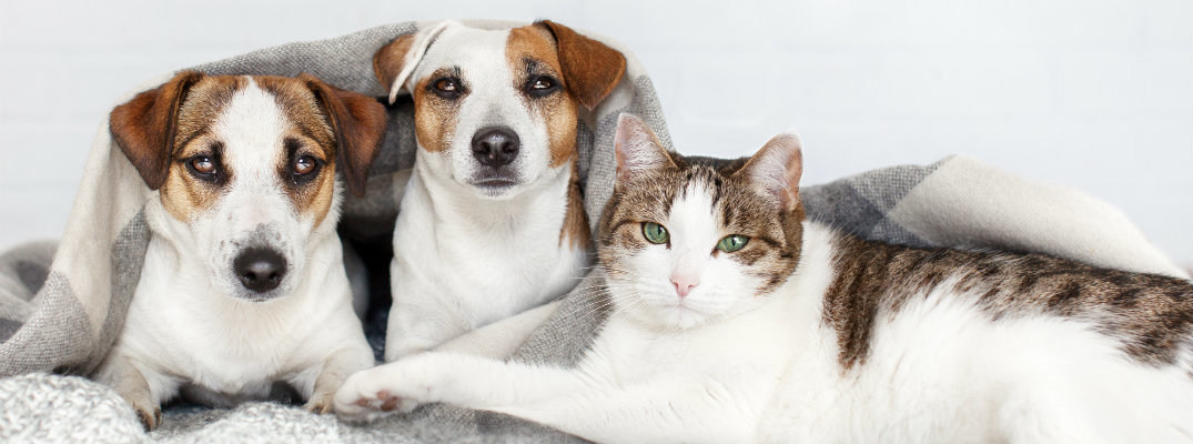 Locals can find cats and dogs ready for loving homes when they visit Donaldsons Volkswagen on Sept. 9, 2018.