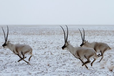 « L’antilope du Tibet à Hoh Xil. » (PRNewsfoto/GAC Motor)