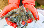 NRGene: New High-Quality Shrimp Genome Assembly May Reveal Why Females are Superior