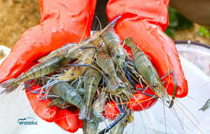 NRGene: New High-Quality Shrimp Genome Assembly May Reveal Why Females are Superior