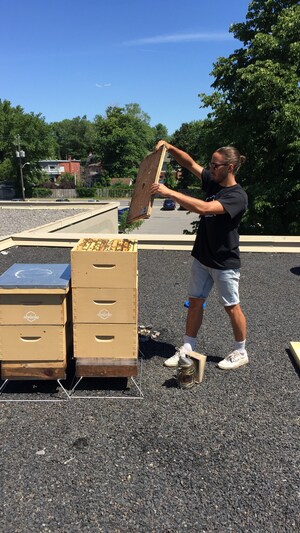 Apiculture urbaine sur le toit de Place Longueuil