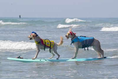 Free-Style Champions Derby and Teddy - Helen Woodward Animal Center's 13th Annual Surf Dog Surf-a-Thon, presented by Blue Buffalo, Sunday, September 9th, 2018.