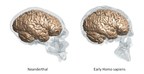 Keio University Research: Anatomy of the Neanderthal Brain